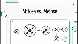 Mitose vs. Meiose | EINFACH ERKL&Auml;RT
