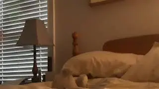 Bunny Abuse III