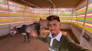 आज केली Opening 🔥🥳 || ￼गोठा कसा असला पाहिजे नक्की बघा || jatin mhatre vlog