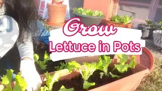 How to Grow Salad Greens in Pots | Small Space Gardening