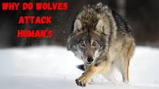 Do Wolves Attack Humans? Busting Myths & Understanding Reality!