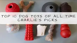 Top 10 Dog Toys of All Time: Charlie's Picks