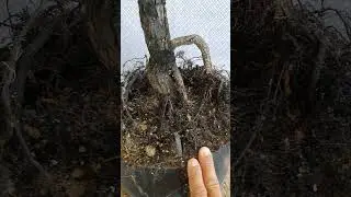 ms548....cẩm thị văn nh&acirc;n zalo.lh0798584060.v&agrave;ng