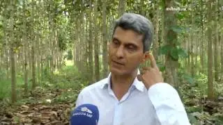 Norte Rural | Florestas plantadas um futuro para as lavouras em Rondônia