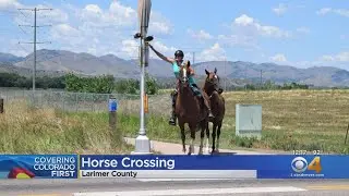 Horse Crossing Helps Cowboys, Cowgirls Avoid Traffic