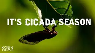 Cicadas Swarm Washington, DC in Cloud so Thick It's Showing Up on Radar