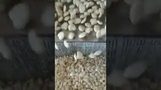 corn puffs extruder machine puff corn snack making machine corn snack food extruder machine #factory