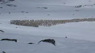 Wild Reindeer - Hardangervidda March 2019