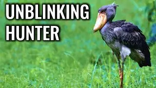 Shoebill Stare: Why Stillness Wins the Hunt