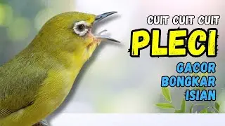 Pleci Cuit Cuit Nembak Materi Terapi Bikin Pleci Cepat Nembak