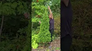 Como transformar un evergreen en un topiary 