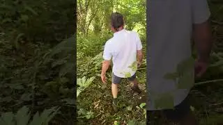 Giant hogweed Watch month 4 #wildfooduk #foraging #foragingcourses #wildfood #gianthogweed #hogweed