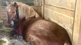 CAN MY DRAFT HORSES LIE DOWN IN THEIR STRAIGHT STALLS??!  #477