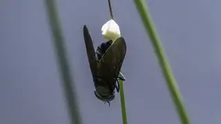 Black Horsefly (Tabanus atratus) - Laying Rows of Eggs