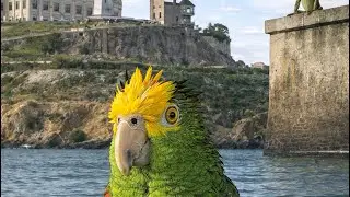 Jail Break