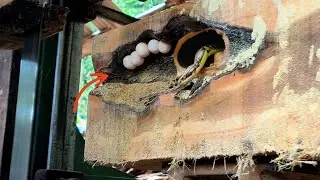 Thousands of snake eggs destroyed!! Unexpected discovery while sawing hollow oak. Sawmill