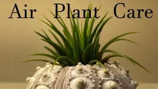 I did THIS to my AIR PLANT display and it looks 10x better.  Tillandsia care, watering and light.