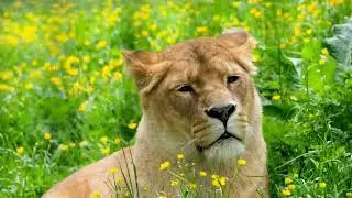 ￼lions ￼videos for editing ￼🦁