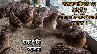 বতা চৰাই মতা নে মাইকী? কেনেকৈ চিনি পাব পাৰি //Japanese quail bird #poultry#assam