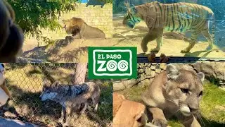 Smilo at the El Paso Zoo (Music Video)