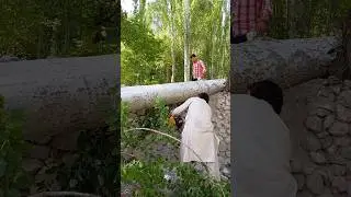 Wood Cutting Expert #woodcutting #woodwork #cuttingskills #cuttingmachine