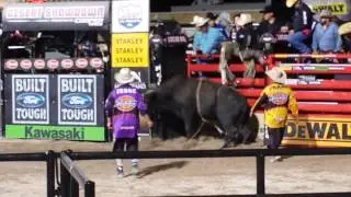 PBR - Bull Riding Ultimate Cooperation from the BULL!