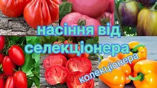 🍅🍅🍅 Насіння томатів і перців від О.І. Кулика . Сорти з назвами і описом🌶️#садіаництво#огород#насіння