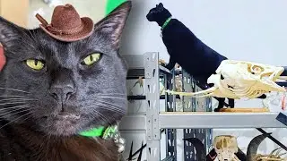 Meet Tiktok Star Sir Indiana Bones, a Museum&rsquo;s Famous Cat