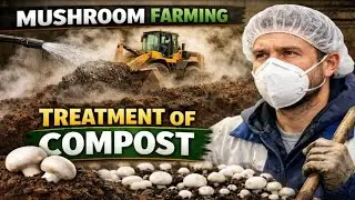 How to Make Perfect Button Mushroom Compost | Step-by-Step Guide