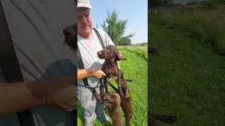 pudelpointer pups