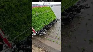 paddy planting machine #facts #viral