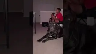 Cane Corso With Kids ❤️🥹🫶🏽 #canecorso #texas #dallas #bigdog