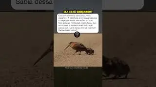 Por Que Essa Ave Dan&ccedil;a? #curiosidades #mist&eacute;rios