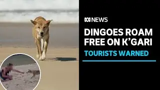 Rangers say K'gari (Fraser Island) dingoes are losing fear of humans | ABC News