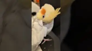Cockatiel Removes Pin Feather Sheath #parrots #boristhebirb