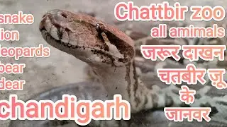 chattbir zoo//chandigarh//all animals//ujjwalmauryavlog🥰🥰