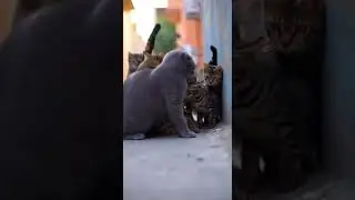 Scottish Fold Bullies an Indian Billi Kitten&hellip; Watch the unexpected showdown #cats #kittens #pets