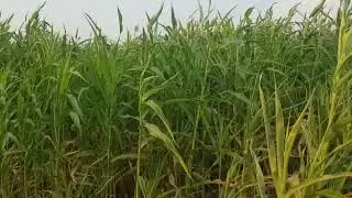 زراعة الذرة البيضاء - محايل عسير