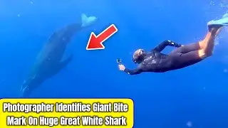 Photographer Identifies Giant Bite Mark On Huge Great White Shark