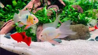 Long Finned Bubble Ram Fish & Super Red Sword Tail add to my Community Rainbow Fish Tank,Barbs,Tetra