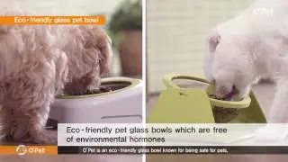 The safest pet food bowl ; O'Pet Glass Bowl