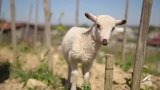 🌱 Le groupe DEPHY Viticulture - Vallée du Rhône Nord 🌱