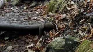 PO PASTIRČKOVI POTI NA LISCO