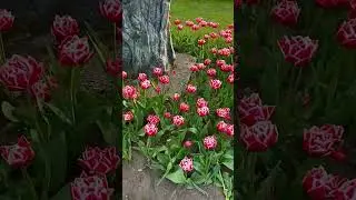 13 Mayıs 2025  Canada Toronto spring  high park #flowers #spring #travel #