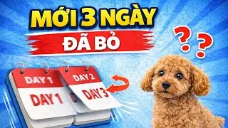 Chó không nghe lời vì… bạn thiếu kiên nhẫn