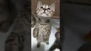 Cute Kitten Standing On Two Legs 😍