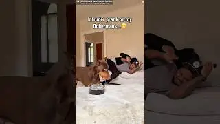 Who does a dog choose when faced with food or an intruder?#funny #funnyvideo
