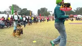 German Shepherd Open Class Female || Dehradoon Dog Show #gsd #dogshowind #dogshow 