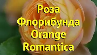 Роза флорибунда Оранж Романтика. Краткий обзор, описание характеристик rosa Orange Romantica