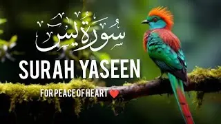 Surah yaseen  Amazing quran Kareem tilawat beautiful video ( سورۃ یاسین) By Hafiz Javed 